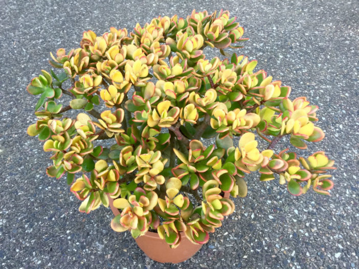 Low Maintenance Succulents (Crassula ovata 'Hummel's Sunset')