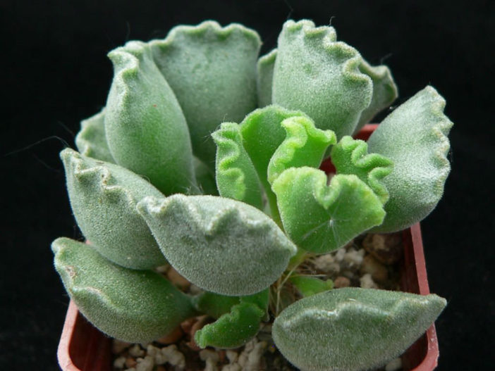 Low Maintenance Succulents (Adromischus cristatus)