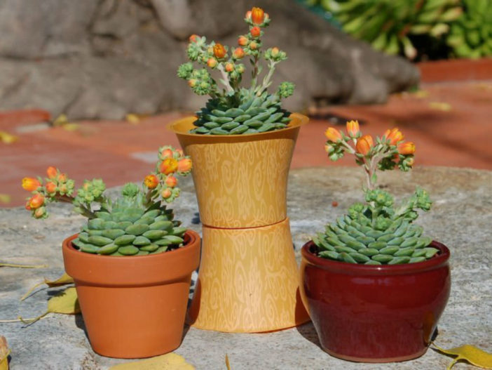 Low Maintenance Succulents (Echeveria 'Dondo')