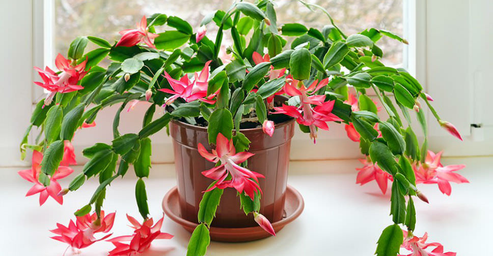 When and How to Repot a Christmas Cactus   World of Succulents