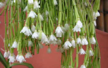 Rhipsalis clavata Rhipsalis clavata