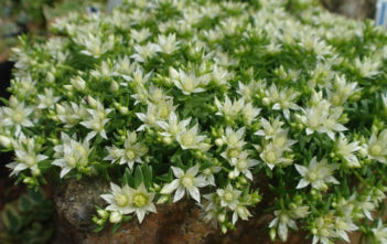Rhodiola amabilis Rhodiola amabilis