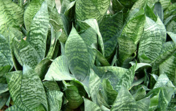 Sansevieria trifasciata ‘Hahnii’ – Bird’s Nest Sansevieria Sansevieria trifasciata 'Hahnii' - Bird's Nest Sansevieria