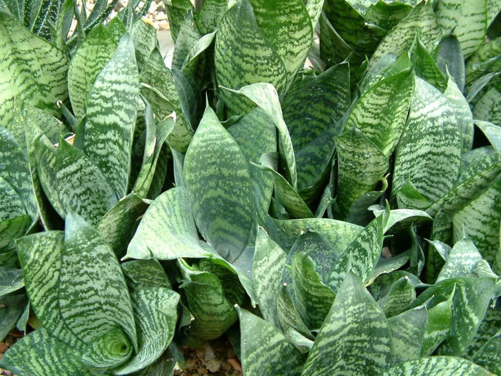 Sansevieria Trifasciata Hahnii Birds Nest Sansevieria World Of Succulents 