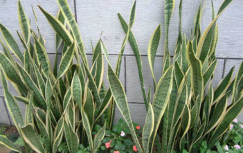Sansevieria trifasciata ‘Laurentii’ – Striped Mother-in-law’s Tongue Sansevieria trifasciata 'Laurentii' - Striped Mother-in-law's Tongue