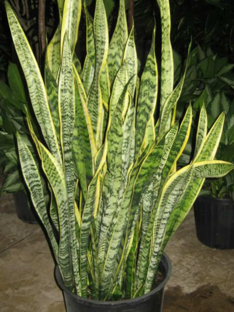 Sansevieria Trifasciata Laurentii Striped Mother In Laws Tongue World Of Succulents 