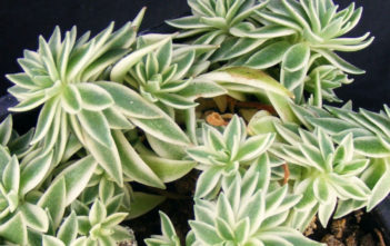 Sedum lineare ‘Variegatum’ – Cream and Green Carpet Sedum Sedum lineare 'Variegatum' - Cream and Green Carpet Sedum