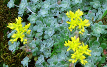 Sedum spathulifolium – Broadleaf Stonecrop Sedum spathulifolium - Broadleaf Stonecrop