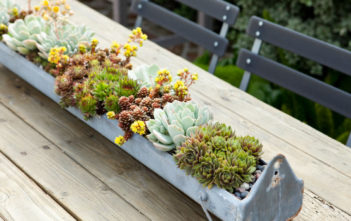 How to Make Sure Your Succulents Get Enough Sunlight Succulents Get Enough Sunlight
