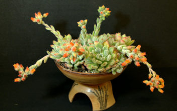 How to Grow and Care for a Woolly Rose (Echeveria ‘Doris Taylor’) Woolly Rose (Echeveria 'Doris Taylor')