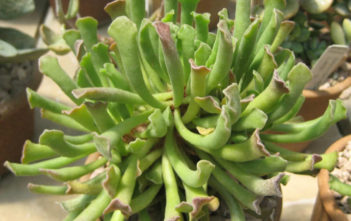 Adromischus cristatus var. clavifolius Adromischus cristatus var. clavifolius - Pretty Pebbles