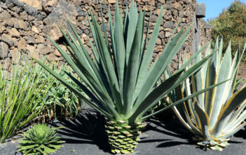 Agave fourcroydes – Henequen Agave fourcroydes - Henequen