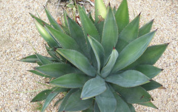 Agave murpheyi – Hohokam Agave Agave murpheyi - Hohokam Agave
