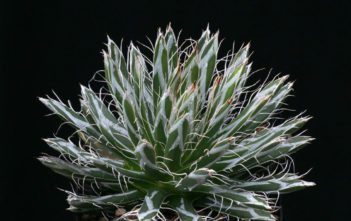 Agave parviflora – Smallflower Century Plant Agave parviflora - Smallflower Century Plant