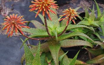 Aloe andongensis Aloe andongensis