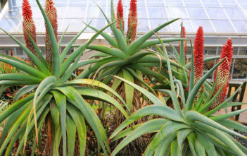 Aloe speciosa – Tilt-head Aloe Aloe speciosa - Tilt-head Aloe