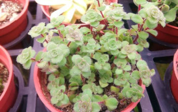 Crassula setulosa – Hairy Cushion Crassula Crassula setulosa - Hairy Cushion Crassula