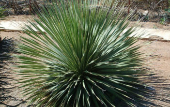Dasylirion wheeleri – Desert Spoon Dasylirion wheeleri - Desert Spoon
