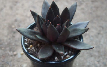 Echeveria ‘Black Knight’ Echeveria 'Black Knight'