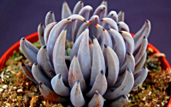 Echeveria unguiculata Echeveria unguiculata
