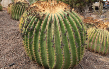 Echinocactus platyacanthus – Giant Barrel Cactus Echinocactus platyacanthus - Giant Barrel Cactus