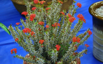 Euphorbia gottlebei Euphorbia gottlebei
