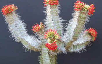 Euphorbia neohumbertii Euphorbia neohumbertii