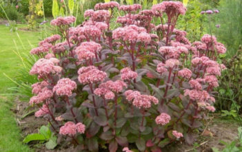 Hylotelephium telephium ‘Matrona’ – Autumn Stonecrop Hylotelephium telephium 'Matrona' - Autumn Stonecrop