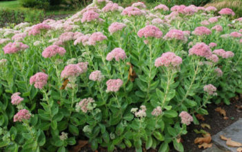 Hylotelephium telephium (Sedum telephium) – Orpine Hylotelephium telephium (Sedum telephium) - Orpine