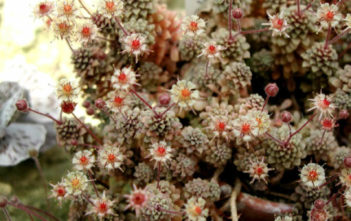Monanthes muralis Monanthes muralis