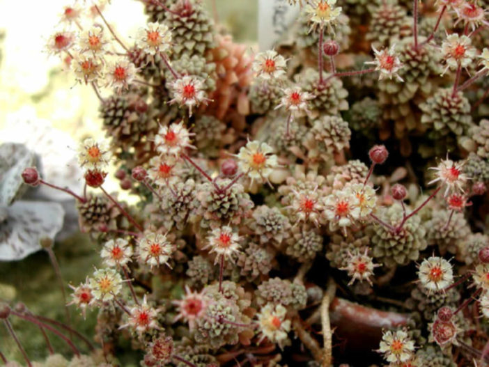 Monanthes muralis