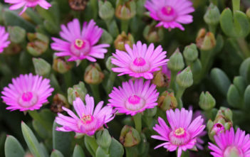 Oscularia caulescens – Dassievygie