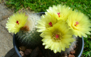 Parodia scopa – Silver Ball Cactus Parodia scopa - Silver Ball Cactus