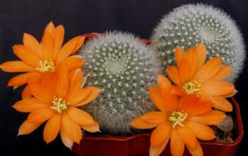 Rebutia muscula – Orange Snowball Rebutia muscula - Orange Snowball
