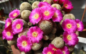 Rebutia steinbachii subsp. verticillacantha Rebutia steinbachii subsp. verticillacantha