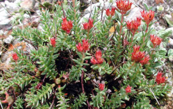 Rhodiola coccinea Rhodiola coccinea