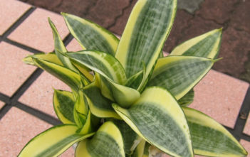 Sansevieria trifasciata ‘Golden Hahnii’ – Golden Bird’s Nest Sansevieria Sansevieria trifasciata 'Golden Hahnii' - Golden Bird's Nest Sansevieria