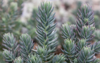 Sedum rupestre ‘Blue Spruce’ – Blue Spruce Stonecrop Sedum rupestre 'Blue Spruce' - Blue Spruce Stonecrop