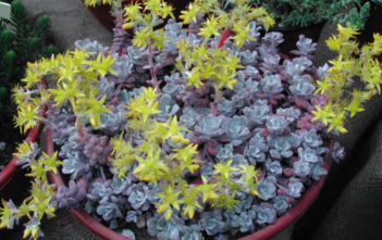 Sedum spathulifolium ‘Purpureum’ – Purple Broadleaf Stonecrop Sedum spathulifolium 'Purpureum' - Purple Broadleaf Stonecrop