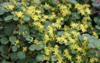 Sedum tetractinum ‘Coral Reef’ – Chinese Sedum Sedum tetractinum 'Coral Reef' - Chinese Sedum