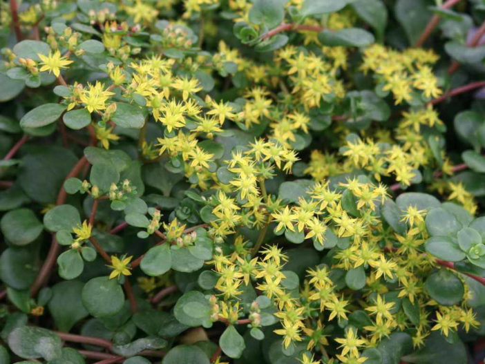 Sedum tetractinum 'Coral Reef' - Chinese Sedum