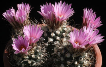 Turbinicarpus pseudomacrochele Turbinicarpus pseudomacrochele
