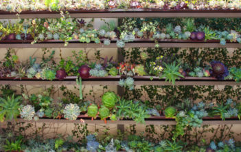 Ultimate Guide to Succulents: Succulent Care Ultimate Guide to Succulents - Succulent Care