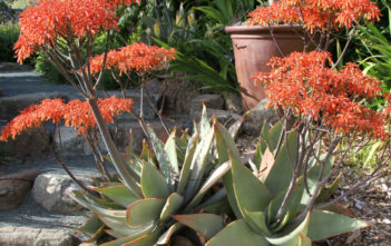 Aloe striata – Coral Aloe Aloe striata - Coral Aloe