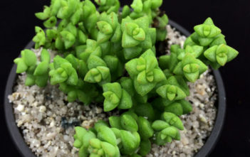 Crassula rupestris var. monticola – Rosary Vine Crassula rupestris var. monticola - Rosary Vine
