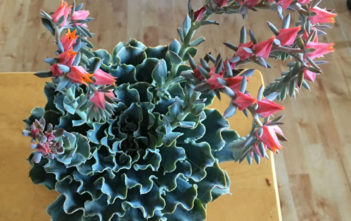 Echeveria ‘Blue Frills’ Echeveria 'Blue Frills'