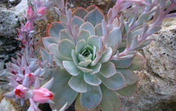 Echeveria ‘Domingo’ – Domingo Hen and Chicks Echeveria 'Domingo' - Domingo Hen and Chicks