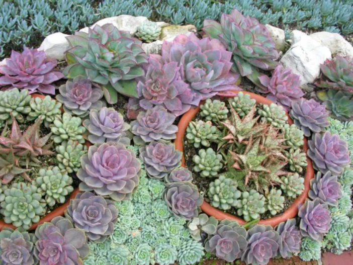 Echeveria Garden