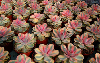 Echeveria ‘Rainbow’ Echeveria 'Rainbow'