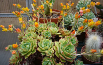 Echeveria ‘Ramillette’ – Mexican Hens and Chicks Echeveria 'Ramillette' - Mexican Hens and Chicks